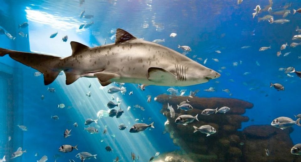 Palma: Palma Aquarium Ticket with Transfer Service - Coral galleries and 8 themed areas for real learning