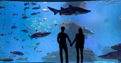 Palma: Palma Aquarium Ticket with Transfer Service - Big Blue shark tank: sandbar and sand tiger viewing