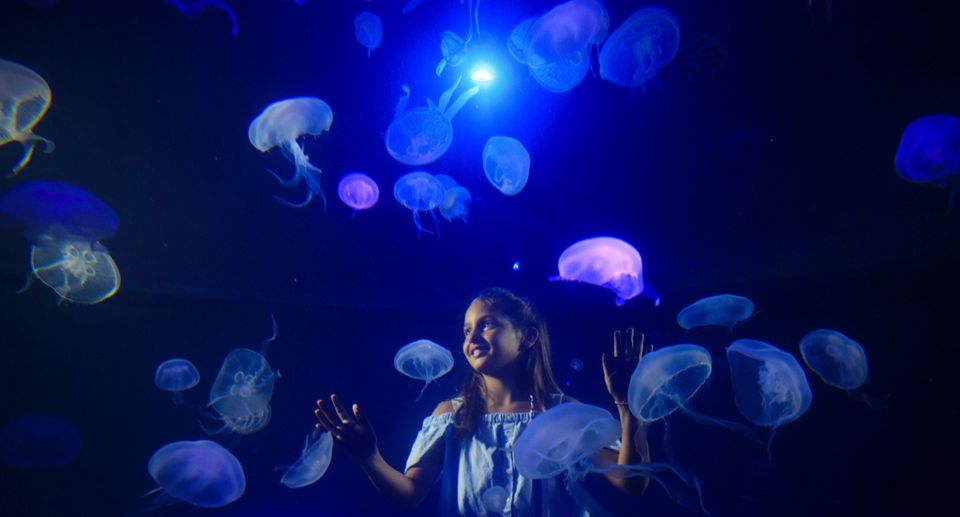 Palma: Palma Aquarium Ticket with Transfer Service - Daily feedings: the schedule-based magic moment