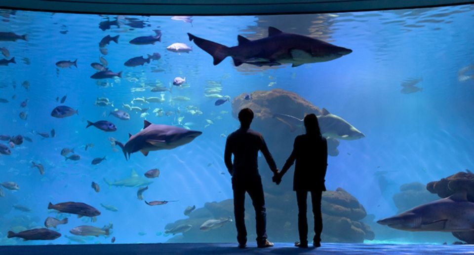 Palma: Palma Aquarium Ticket with Transfer Service - Optional add-ons that are worth considering: 3D Cinema and Shark Vision Boat