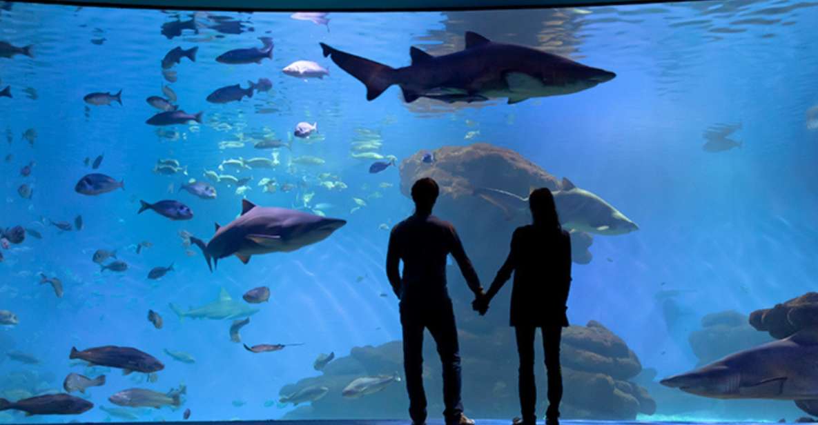 Palma: Palma Aquarium Ticket with Transfer Service - Big Blue shark tank: sandbar and sand tiger viewing