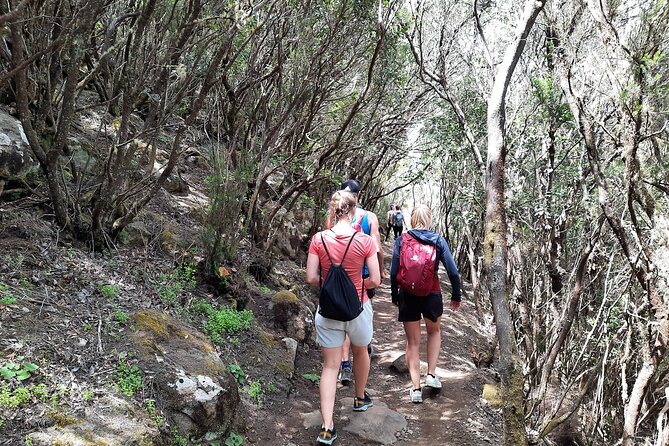Panoramic route across the Teno rural Park in Tenerife - Stop 1: Natural Park of Teno—volcanoes, laurel forest, and geology you can spot