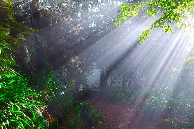 Paradise Valley - Levada Walk - Eucalyptus Shade, Flowering Plants, and That Levada Rhythm
