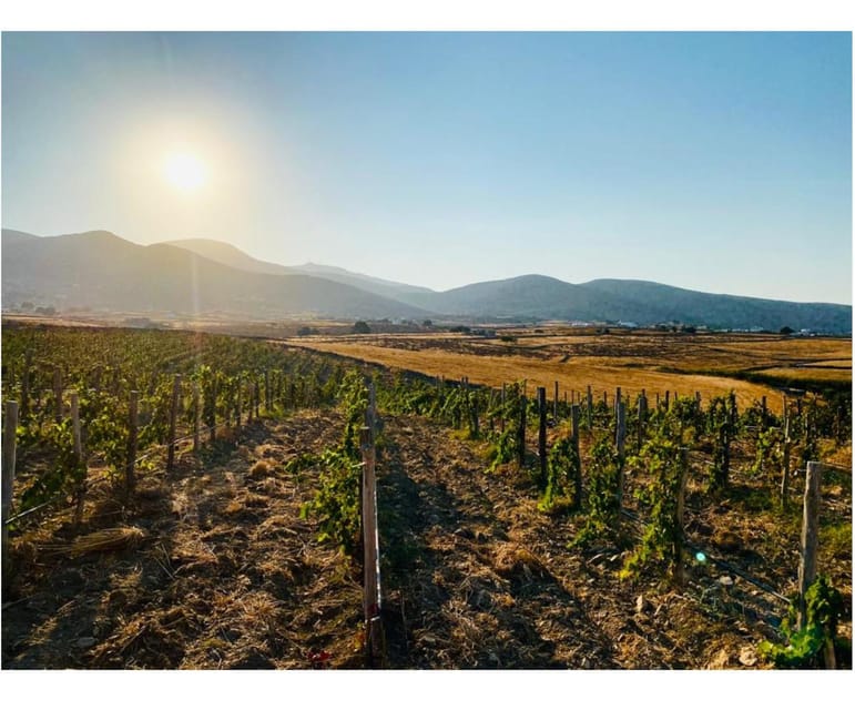 Paros: Wine tasting at Local Winery - Price and value: is $46 for Paros wine tasting fair?