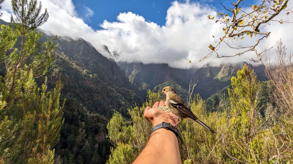 Pico do Arieiro in 4h: Immersive Private Experience (Cabrio) - The big idea: a 4-hour climb with multiple Madeiras