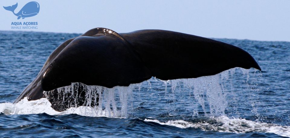 Pico Island: Azores Whale & Dolphin Watching on Zodiac Boat - Why Lajes do Pico on a Zodiac changes the whole feel of whale watching