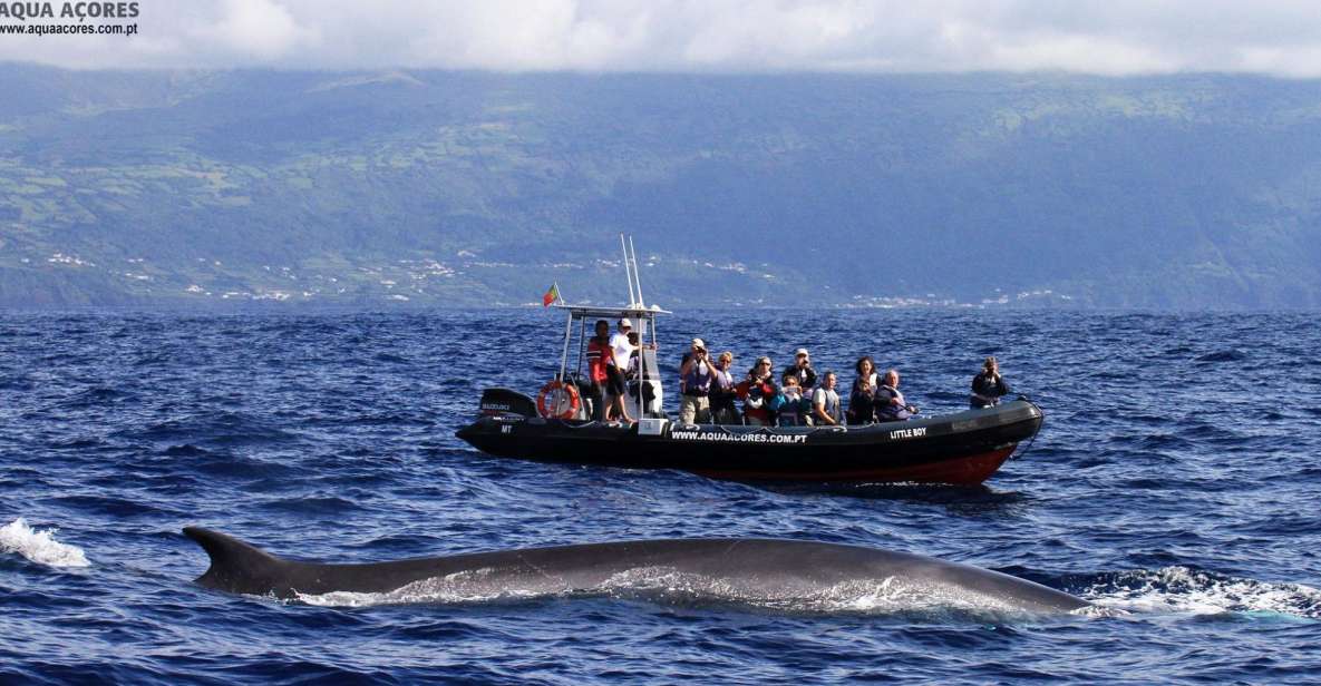 Pico Island: Azores Whale & Dolphin Watching on Zodiac Boat - The guided search: birds, turtles, whales, dolphins, and cetacean basics