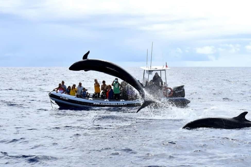 Pico Island: Azores Whale & Dolphin Watching on Zodiac Boat - Boat time, getting wet, and what to pack for a smoother ride