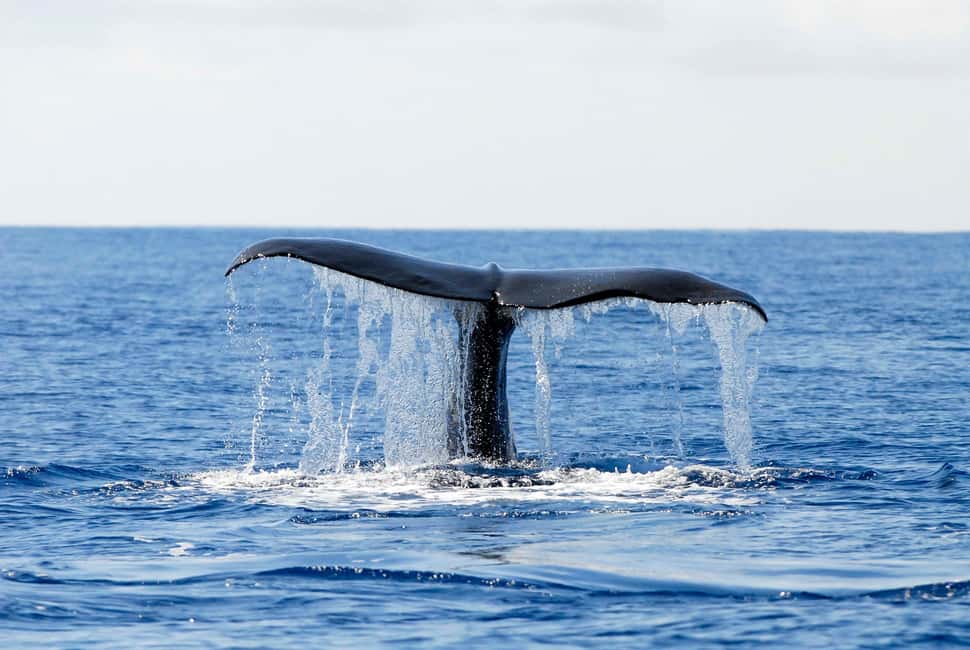 Pico Island: Azores Whale & Dolphin Watching on Zodiac Boat - Who should book this whale and dolphin watching on Pico, and who should skip it