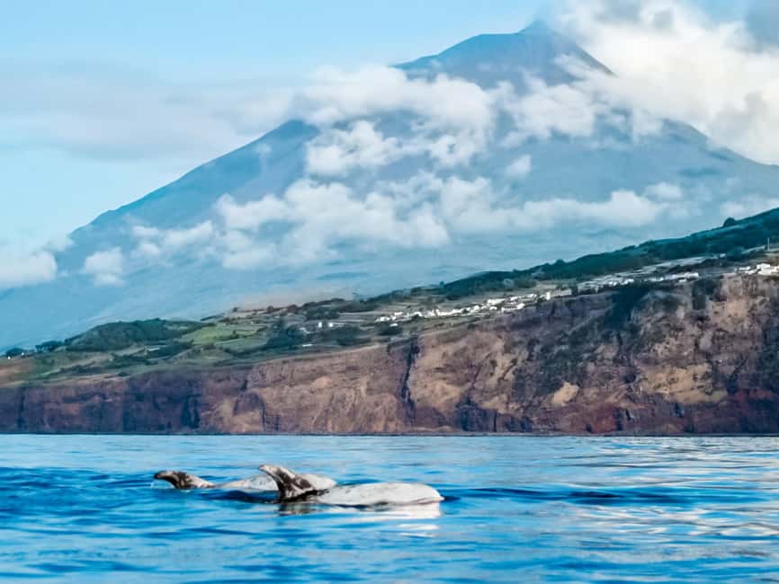 Pico Island: Whale Watching Experience from Lajes - Key things that make this whale-watch special