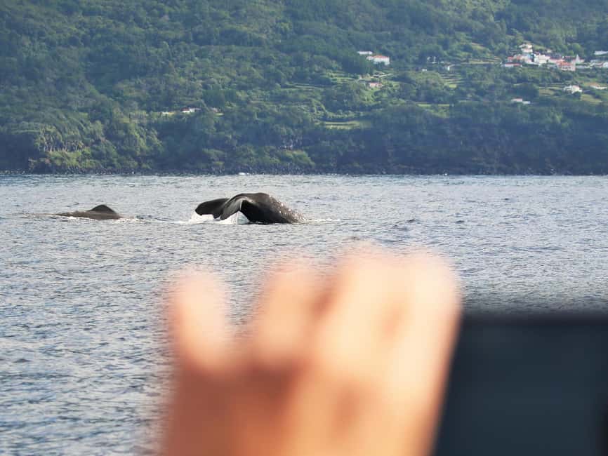 Pico Island: Whale Watching Experience from Lajes - Price and value: how $68 stacks up for what you actually get