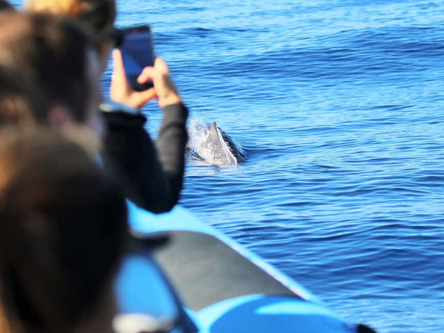 Pico Island: Whale Watching Experience from Lajes - Whale watching from Lajes do Pico: why the Atlantic here matters