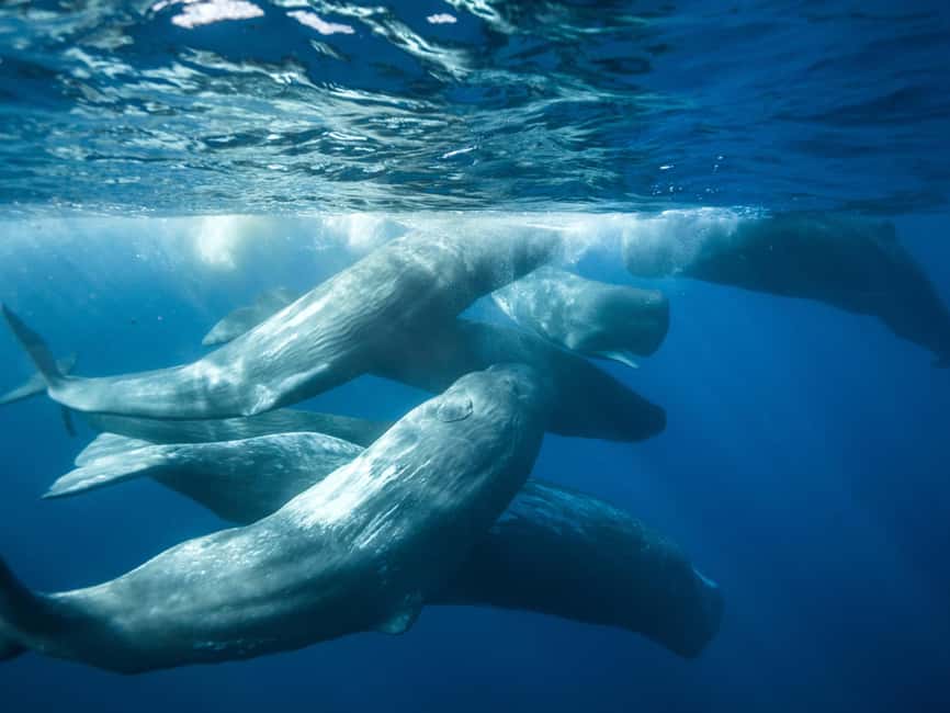 Pico Island: Whale Watching Experience from Lajes - What you do before the first sighting: briefing, rules, and calm confidence