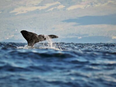 Pico Island: Whale Watching Experience from Lajes - Meeting at Futurismo and your 15-minute safety warm-up