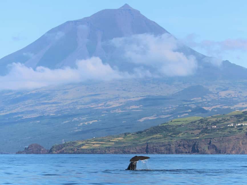 Pico Island: Whale Watching Experience from Lajes - The cruise itself: moving fast across basalt-coast scenery