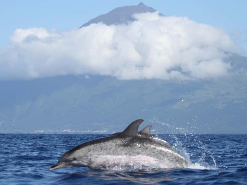 Pico Island: Whale Watching Experience from Lajes - Boat comfort and safety: what’s included, what to bring