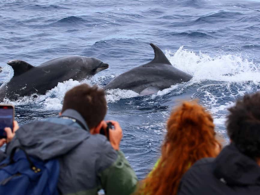 Pico Island: Whale Watching Experience from Lajes - Who should book, and who should probably skip it