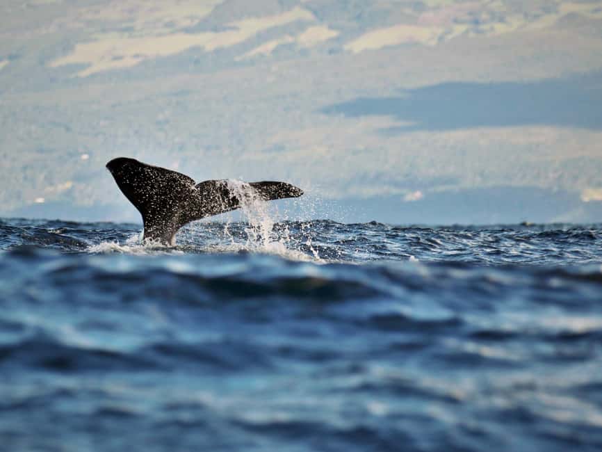 Pico Island: Whale Watching Experience from Lajes - Meeting at Futurismo and your 15-minute safety warm-up
