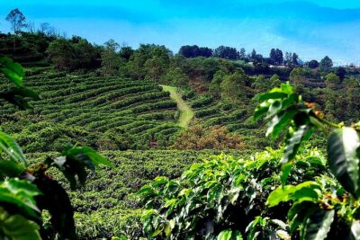 Poas Volcano + Coffee Plantations & La Paz Waterfall Gardens Trip from San Jose - Doka Coffee at La Casa del Café: more than a caffeine break