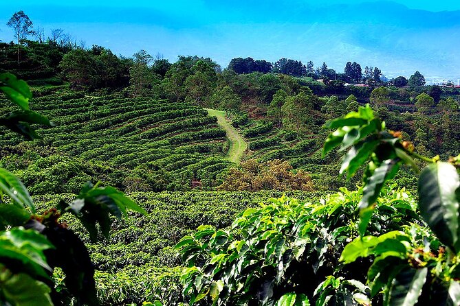 Poas Volcano + Coffee Plantations & La Paz Waterfall Gardens Trip from San Jose - Doka Coffee at La Casa del Café: more than a caffeine break