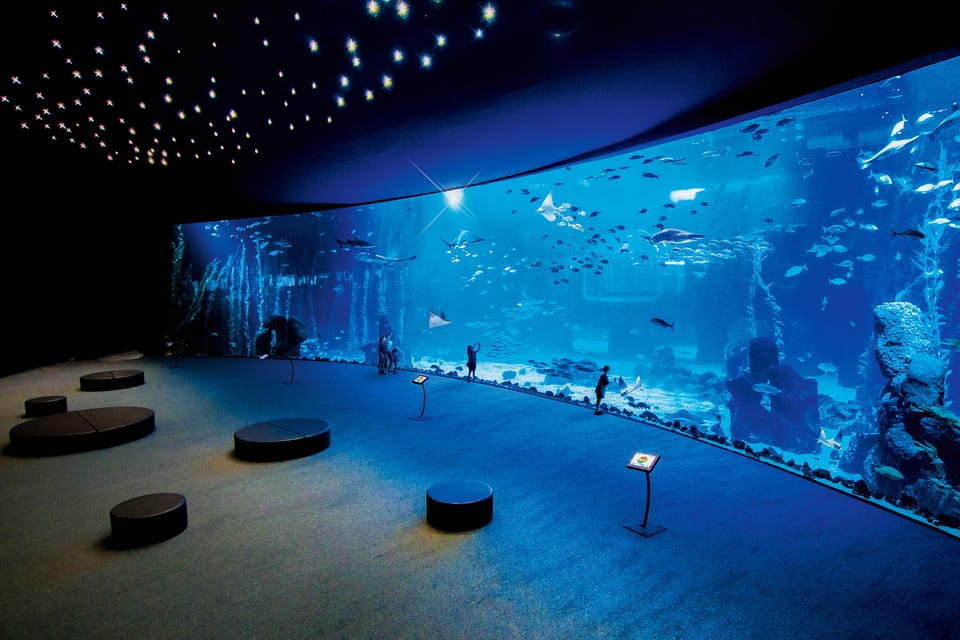 Poema del Mar Skip-the-Line Ticket - El Veril: Canary Island species in a vault-style tank