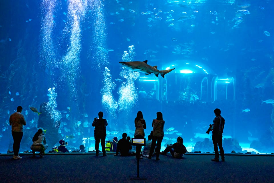 Poema del Mar Skip-the-Line Ticket - Deep Sea: dark-water viewing from multiple points