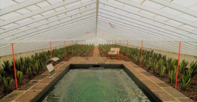 Ponta Delgada: Greenhouse Hot Tube with Pineapple Tour - The 3pm Hot Tube Session: Relax in 36°C Water Among Pineapple Plants