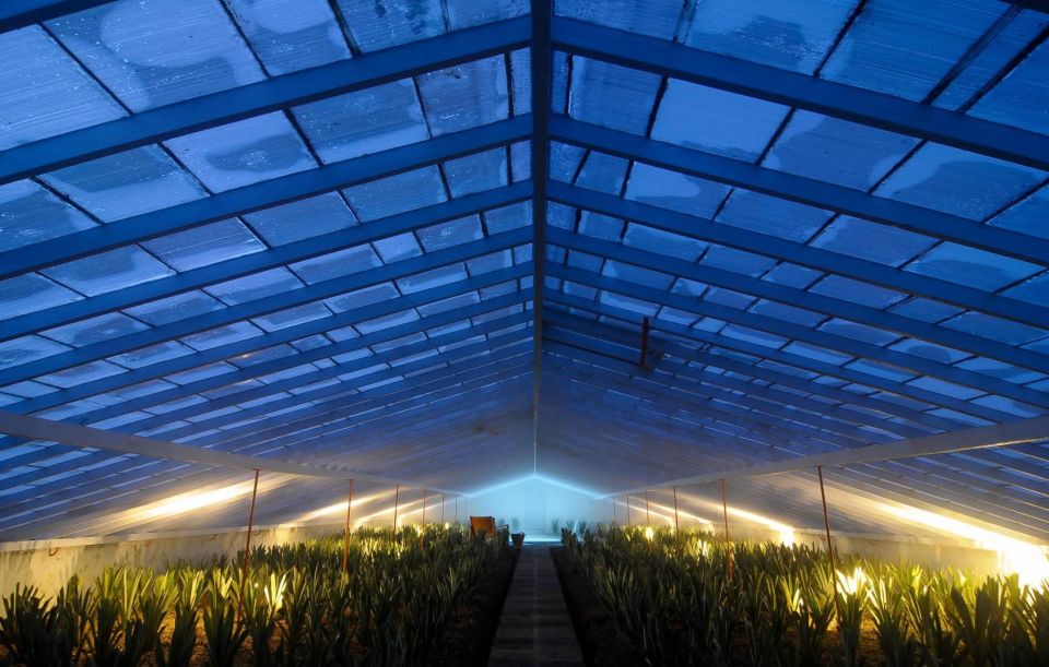 Ponta Delgada: Greenhouse Hot Tube with Pineapple Tour - Who Should Book This and Who Might Skip It