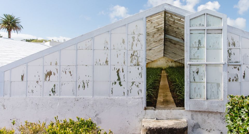 Ponta Delgada: Pineapple wine tasting and pineapple tour - Key takeaways before you book