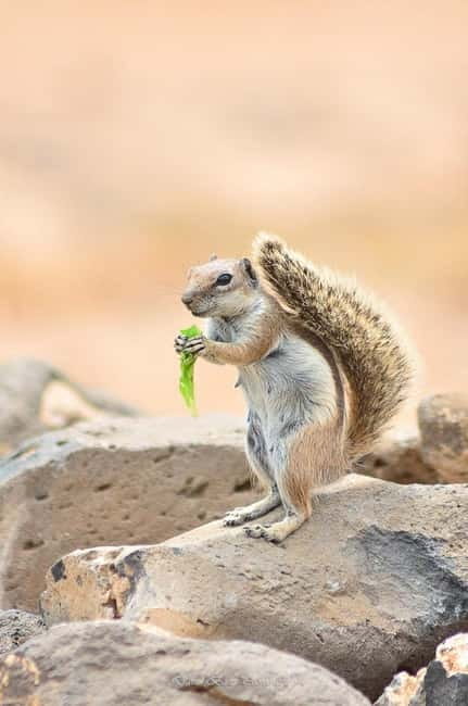 Popcorn Beach, Isla de Lobos y Dunas: ¡Popcorn Beach! - Isla de Lobos: the 3-hour freedom zone