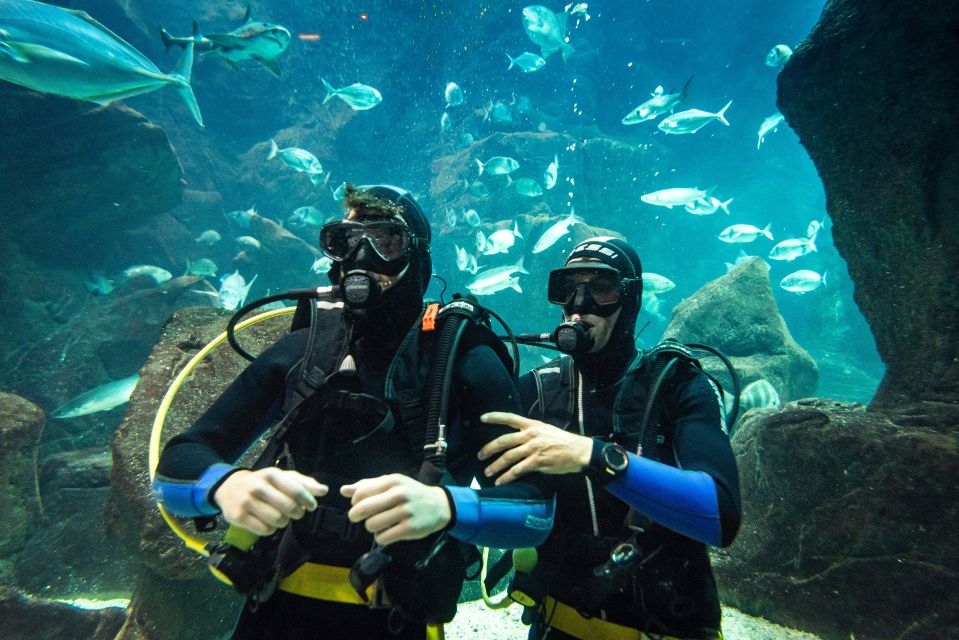 Porto Moniz: Diving with Sharks and Rays in Madeira Aquarium - Porto Moniz meets Madeira’s aquarium team