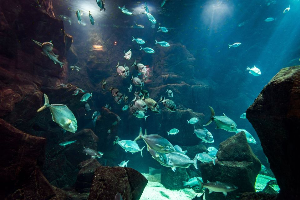 Porto Moniz: Diving with Sharks and Rays in Madeira Aquarium - Pre-scuba briefing: what you’ll practice before the main tank