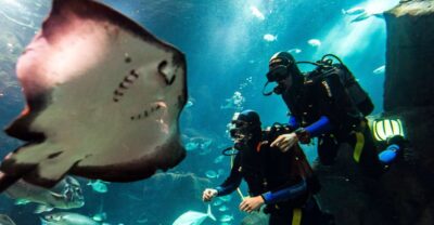 Porto Moniz: Diving with Sharks and Rays in Madeira Aquarium - Aquário da Madeira tour and technical-zone peek