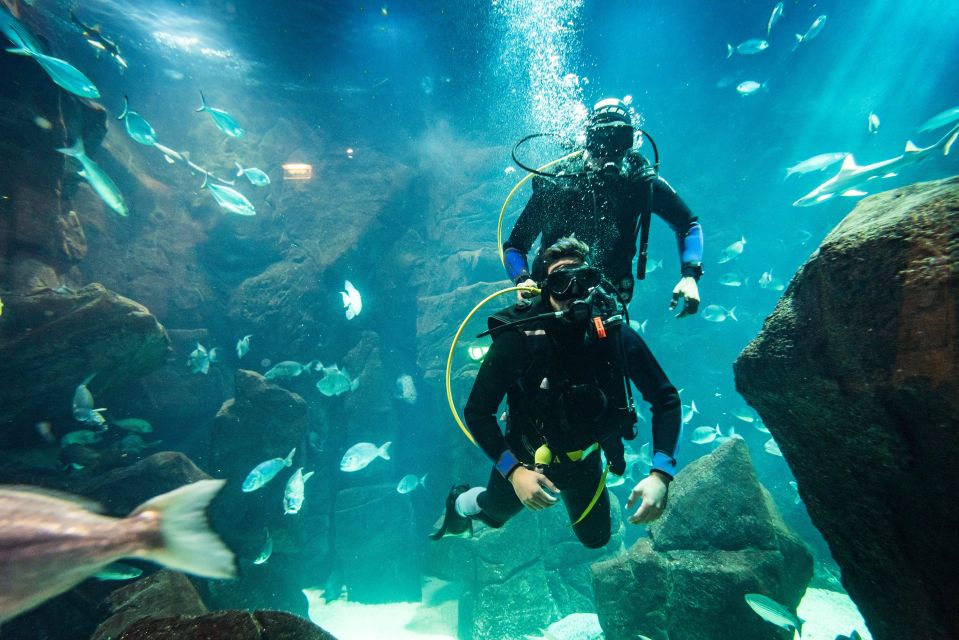 Porto Moniz: Diving with Sharks and Rays in Madeira Aquarium - Equipment provided: what it means for first-timers