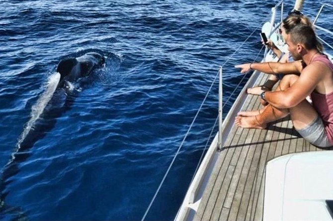 Premium All Inclusive Whale & Dolphin Watching Experience - Key highlights worth planning for