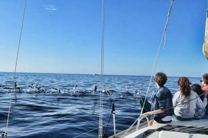 Premium All Inclusive Whale & Dolphin Watching Experience - Who This Tour Fits Best: Families, Couples, and Proposal Moments