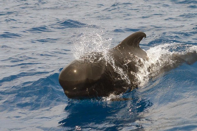 Private 2 hour Whale Watching Tour - On the custom 8-meter whale boat: safety first, then hydrophone time