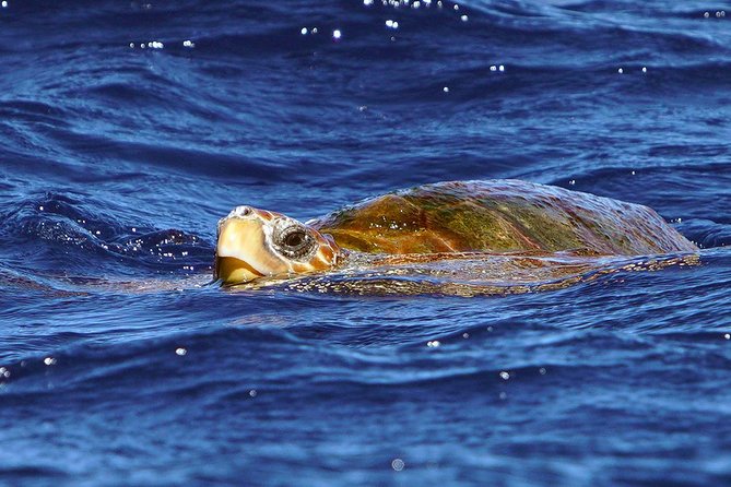 Private 2 hour Whale Watching Tour - Your biologist guide on board: what you learn about whales and dolphins