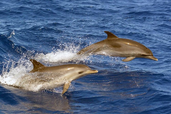 Private 2 hour Whale Watching Tour - How the photos and hydrophone combine into an easier trip