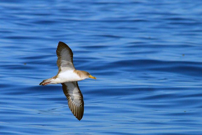 Private 2 hour Whale Watching Tour - Motion sickness and the small-boat reality