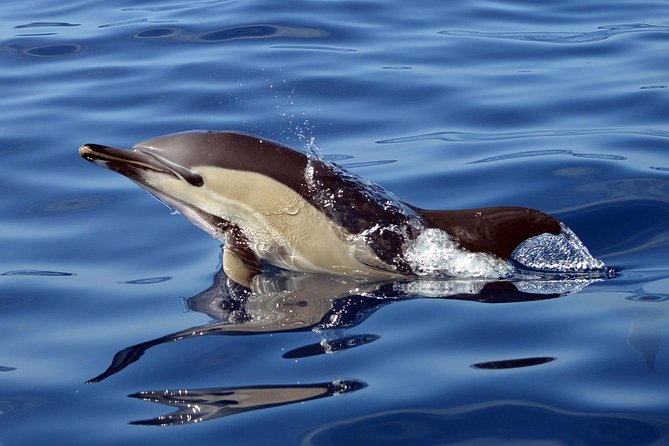 Private 2 hour Whale Watching Tour - Price and value: $617 per group for up to 10 people