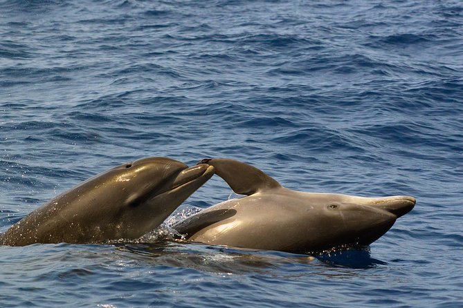 Private 2 hour Whale Watching Tour - Who this private whale watching trip is best for