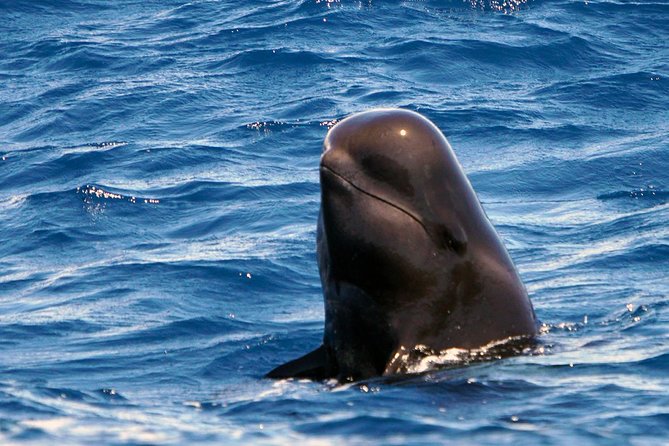 Private 2 hour Whale Watching Tour - Finding whales within 3 miles: how the captain approaches responsibly