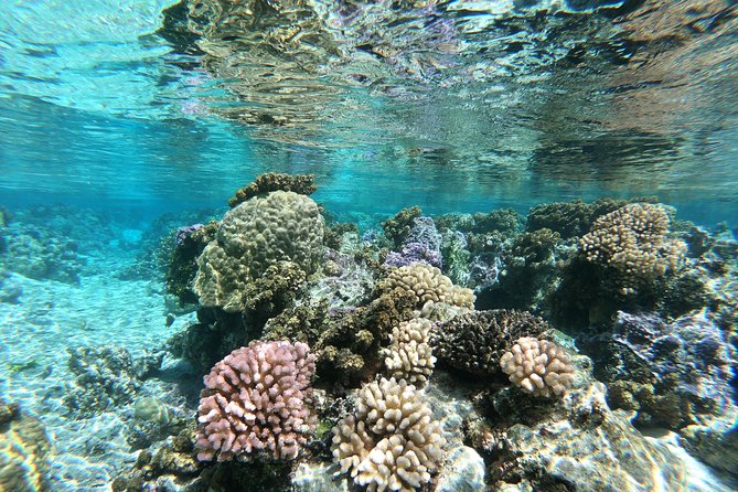 Private Boat Tour of Moorea Lagoon - Wildlife Expectations: Rays, Sharks, Turtles, and Spinner Dolphins