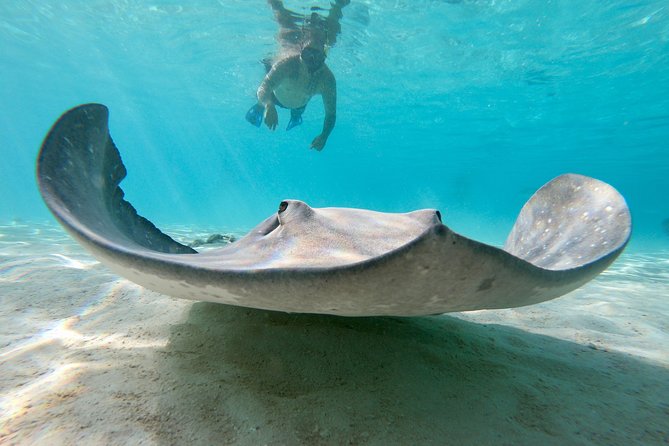 Private Boat Tour of Moorea Lagoon - GoPro Photos Emailed After: Instant Memories With Real Value