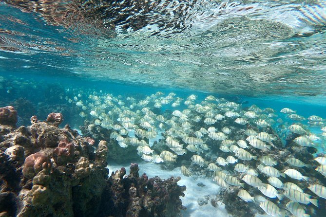 Private Boat Tour of Moorea Lagoon - Pickup, Mobile Tickets, and How to Book With Confidence