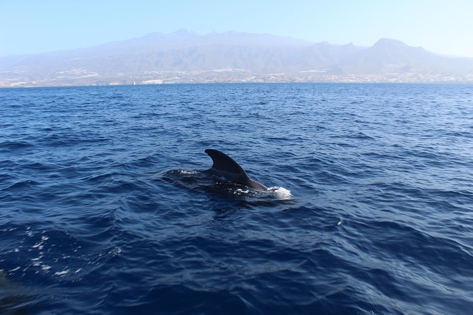 Private Charter in Tenerife south max 7 people - A 7-person charter out of Puerto Colón: what you’re really buying