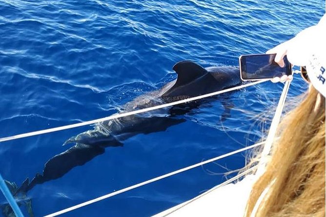 Private Charter in Tenerife south max 7 people - The captains: wildlife explanations and local tips (including Diego)