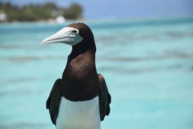 Private Day Trip Hike and Boat in Moorea - North-coast marine spotting with a marine biologist at your side