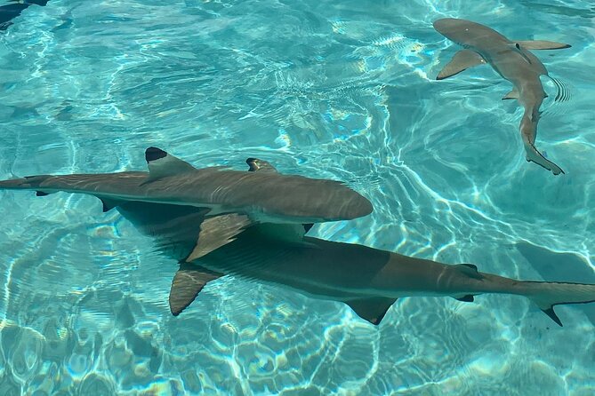 Private Day Trip Hike and Boat in Moorea - What makes the guides matter more than you think